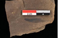 Foto (Detailansicht) von Pinus hepios Unger (NHMW-GEO-2024-0188-0224)
